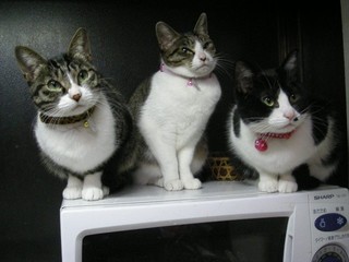 2010年三猫.jpg