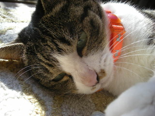 冬猫4.JPG